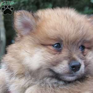 Grizzly Bear, Pomeranian Puppy